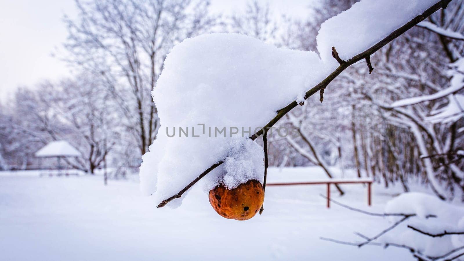 Rotten red-orange apple on a branch in winter under a layer of snow by grekoni