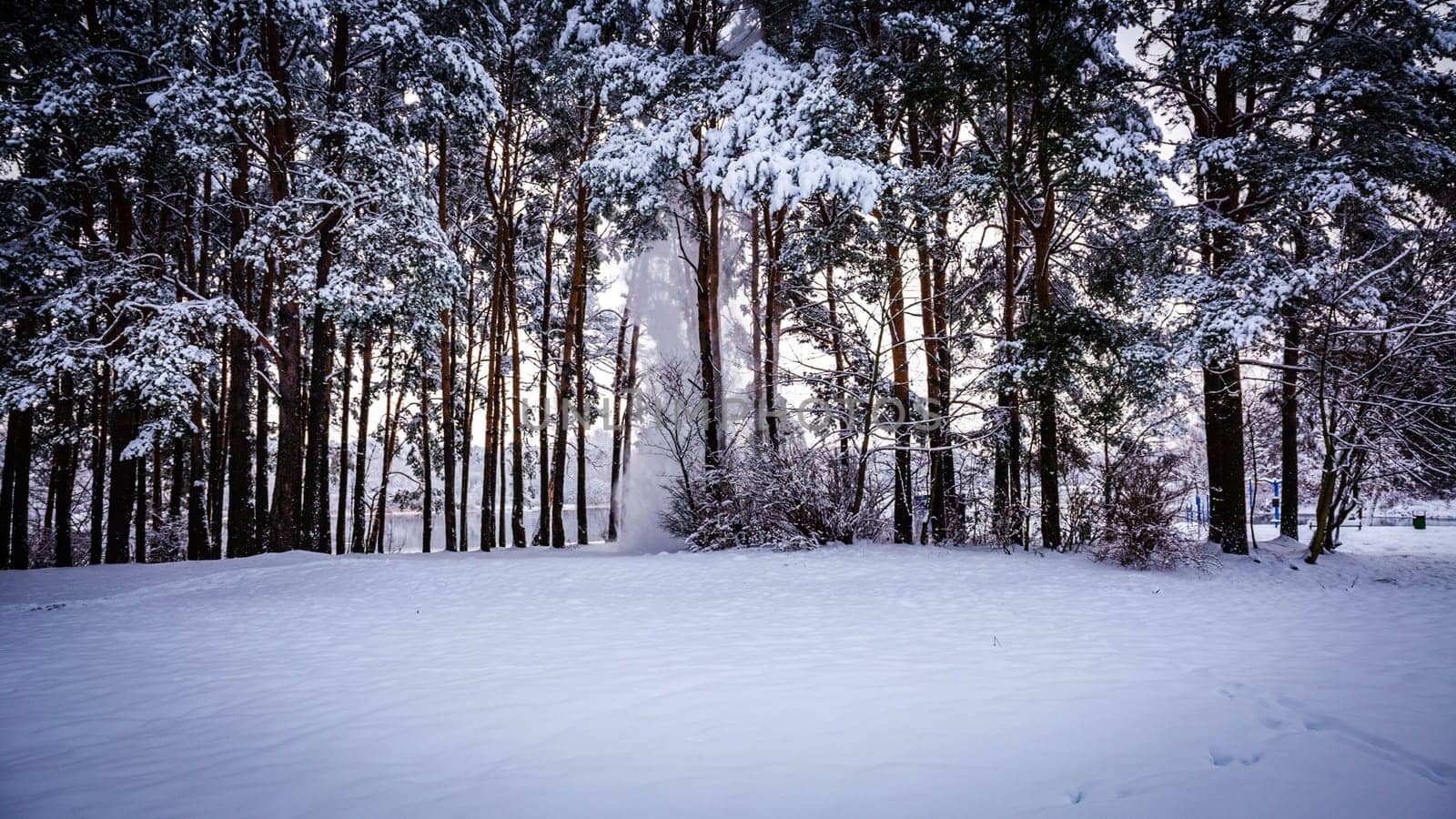 Snow falls under its weight down from pine branches in a clearing on a bright winter day by grekoni