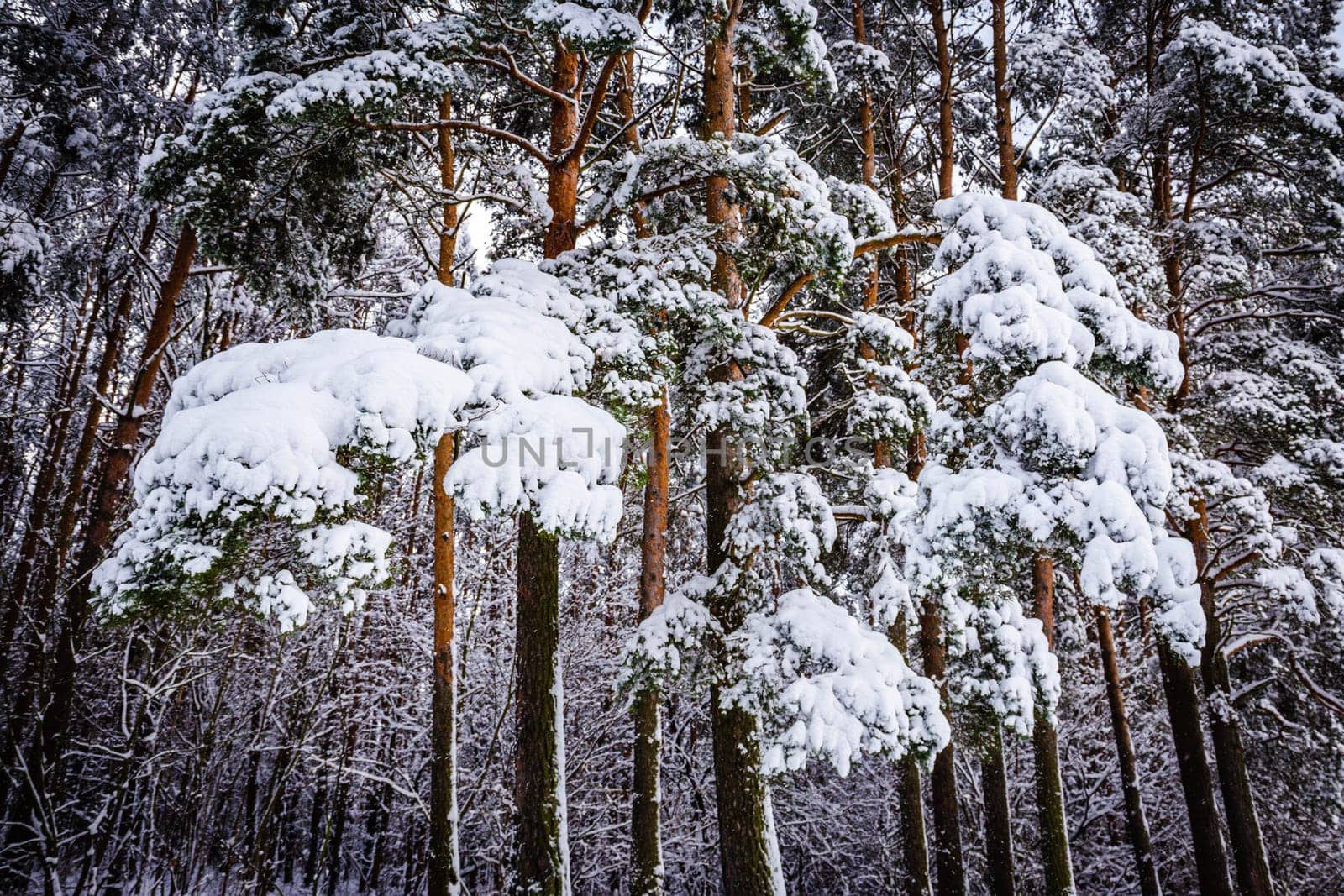 View of the forest, where pine branches are covered with large ones under a layer of pure white snow on a bright winter day. High quality photo