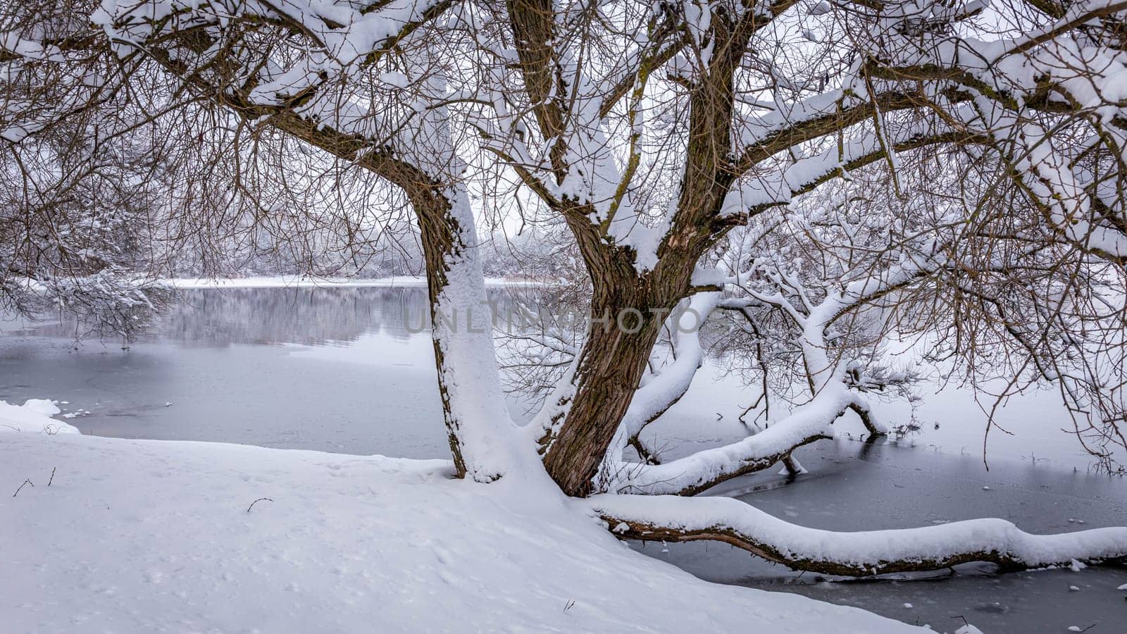 Sprawling trunk of a tree growing on the shore of a lake, covered with a layer of snow of white untouched snow by grekoni