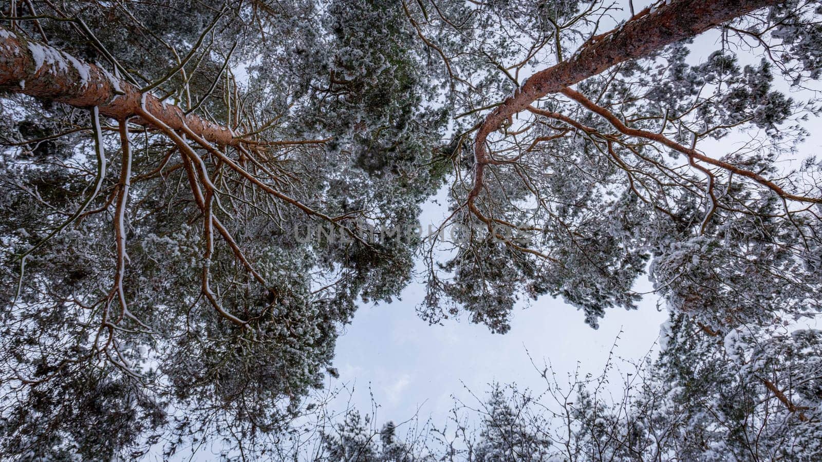 Snow-capped pine tops, bottom view between tall trunks and clear sky by grekoni