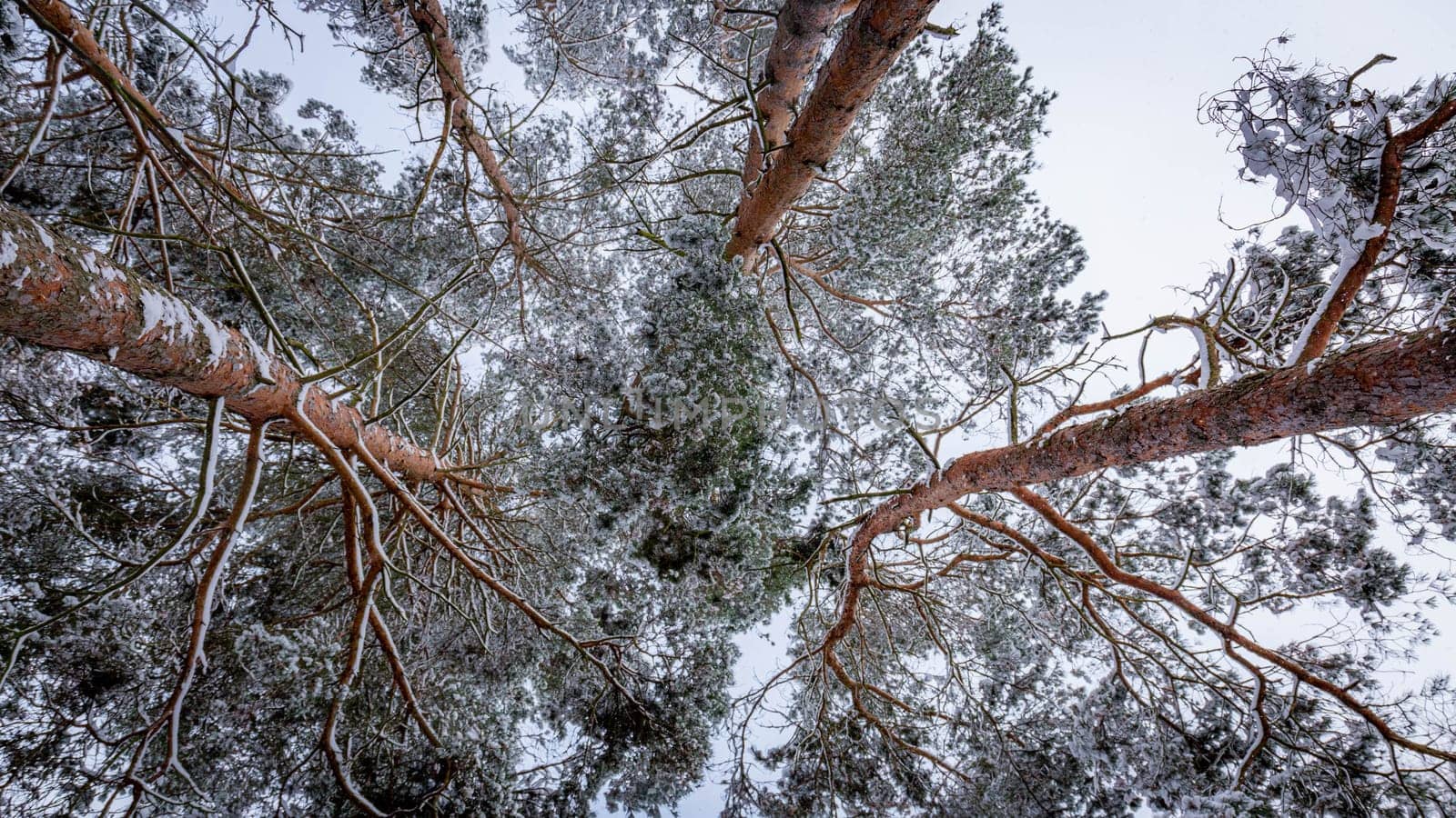 Snow-capped pine tops, bottom view between tall trunks and clear sky by grekoni