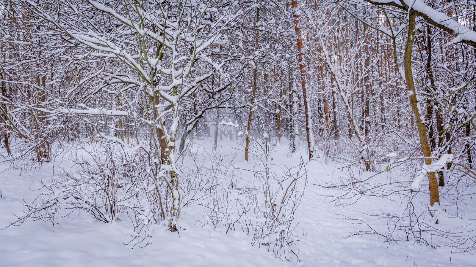 Thicket of forests, bushes, trees, earth, everything is completely covered with pure white snow. High quality photo