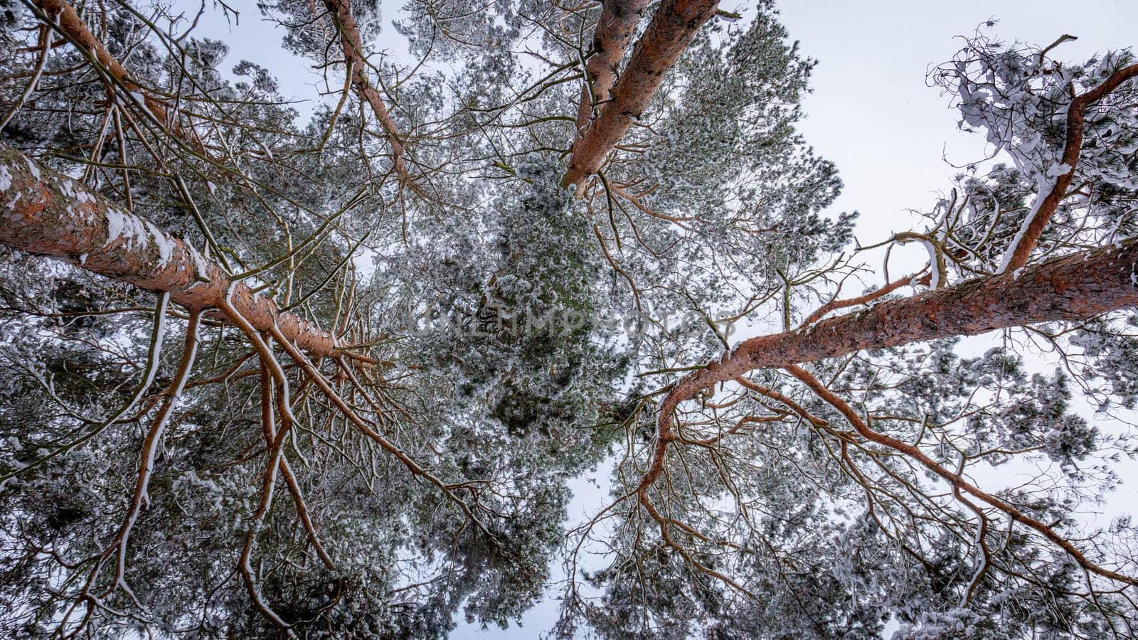 Snow-capped pine tops, bottom view between tall trunks and clear sky. High quality photo