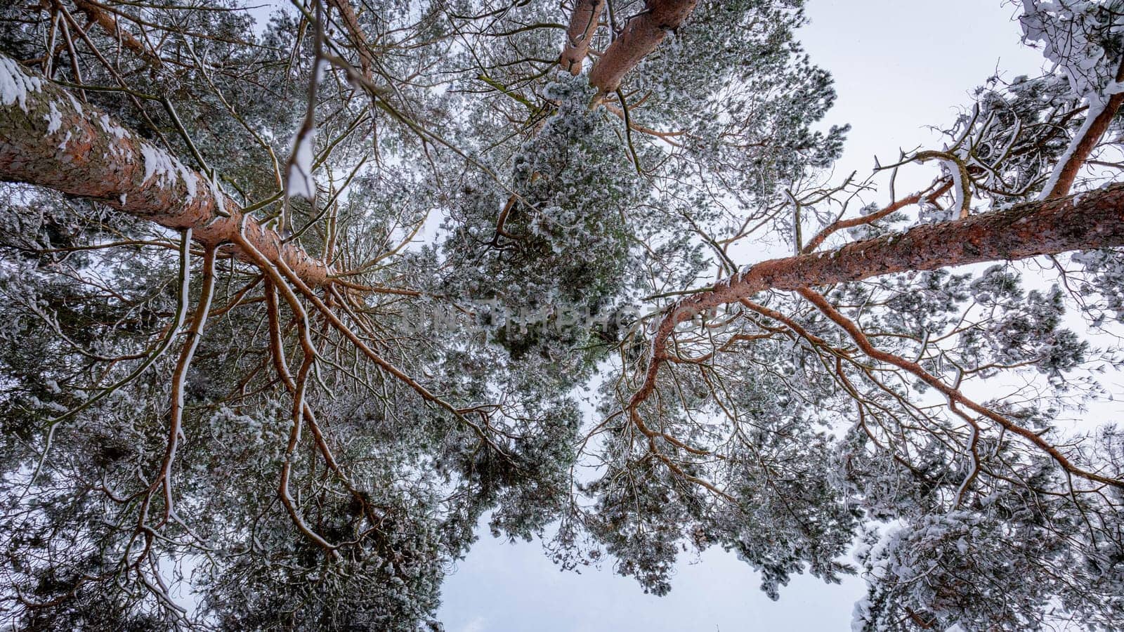 Snow-capped pine tops, bottom view between tall trunks and clear sky by grekoni
