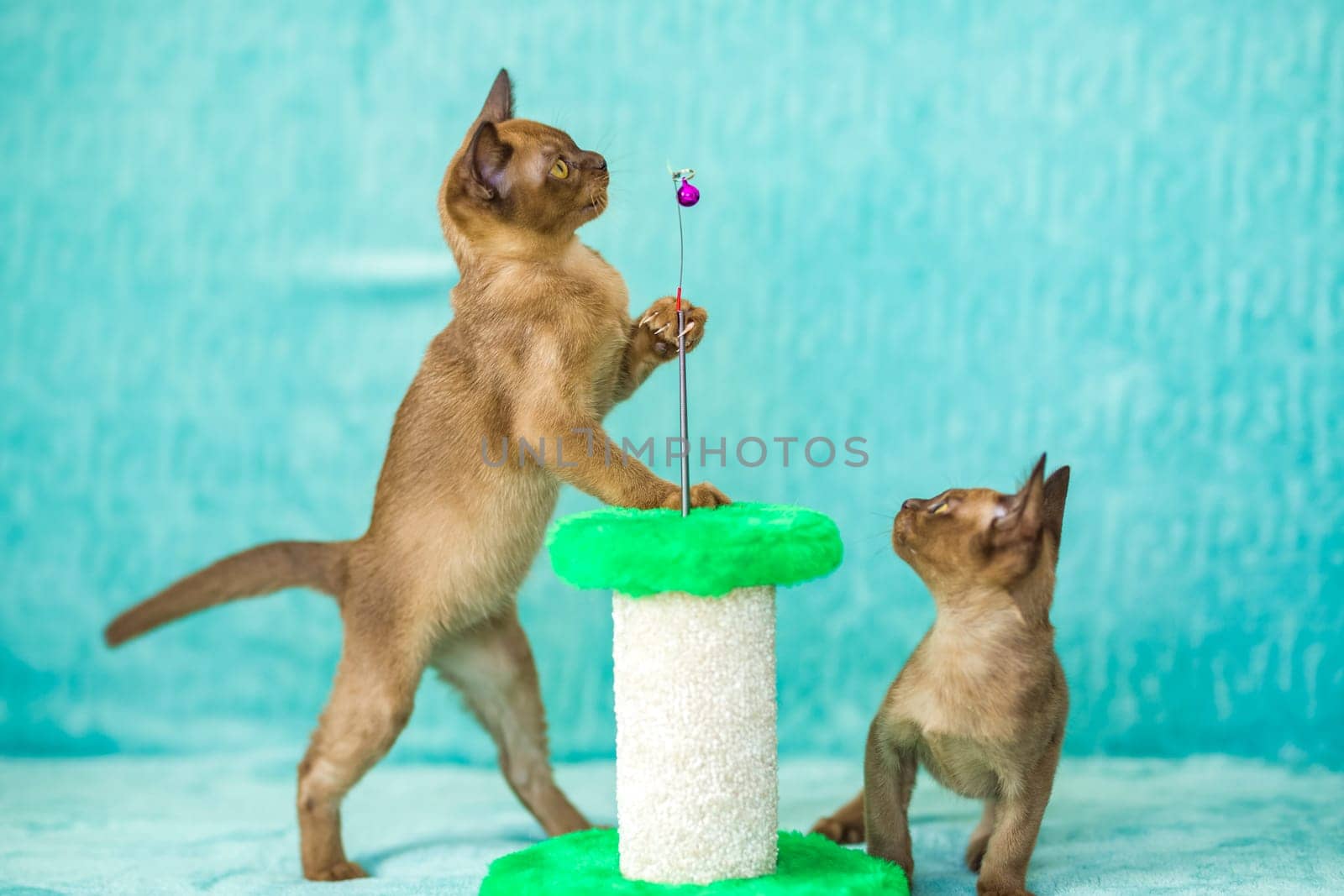 Young domestic kittens of Burmese breed, brown, play with a toy on a stand in a city apartment building. Natural habitat. by Alina_Lebed