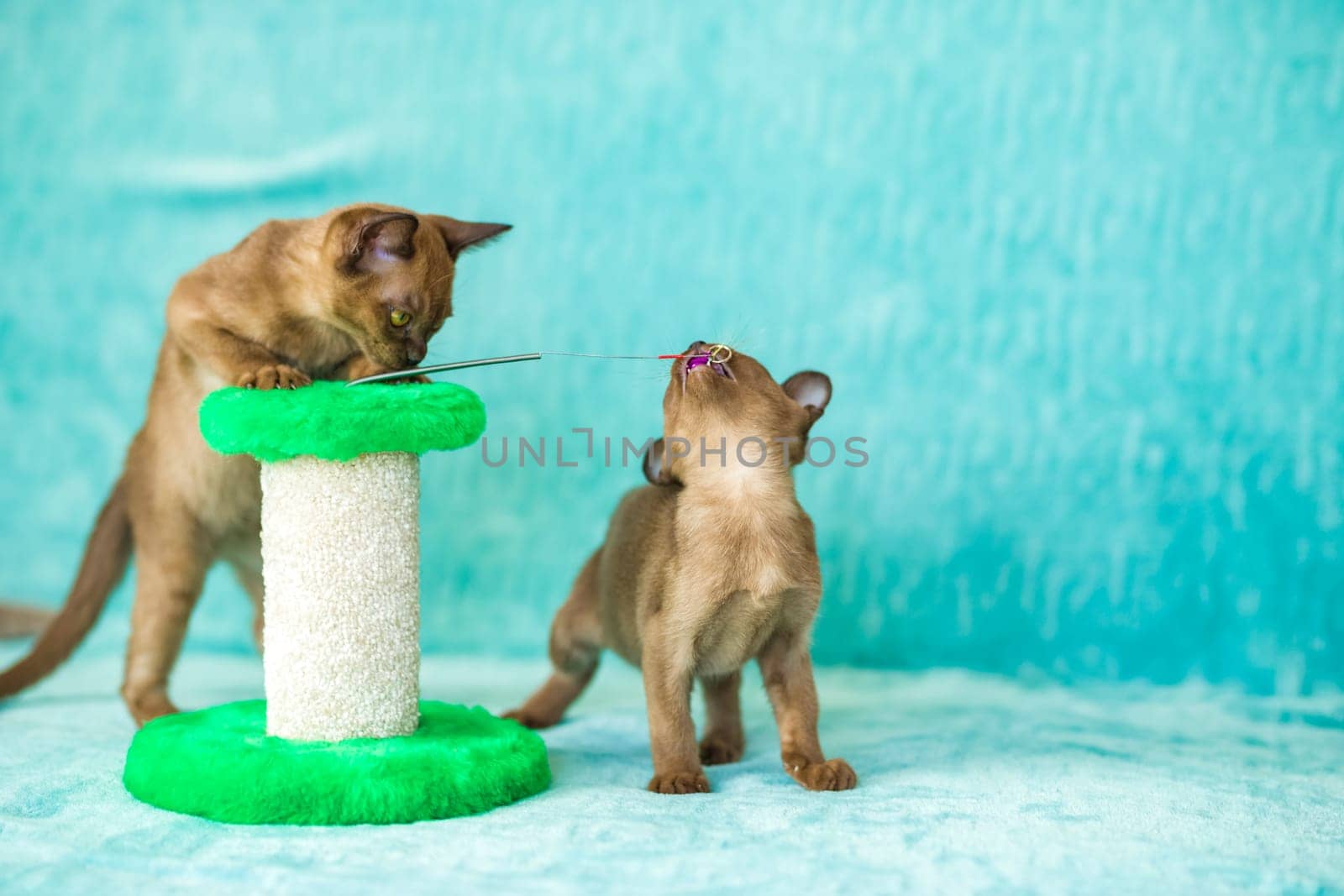 Young domestic kittens of Burmese breed, brown, play with a toy on a stand in a city apartment building. Natural habitat. A happy pet.