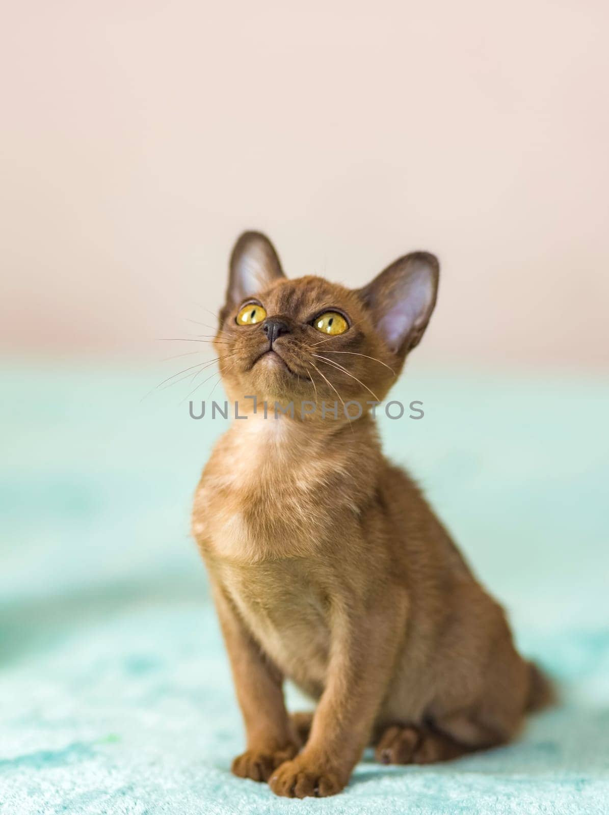 Young domestic kittens of Burmese breed, brown, in a city apartment building. Natural habitat. A happy pet.