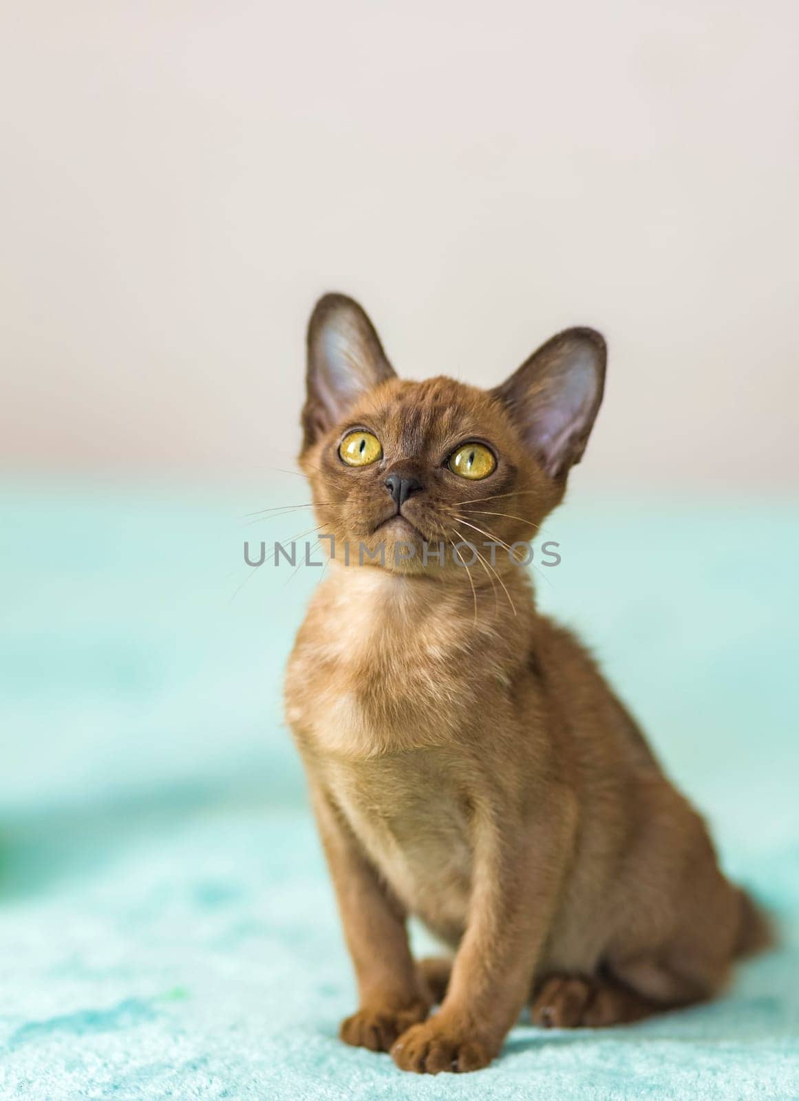 Young domestic kittens of Burmese breed, brown, in a city apartment building. Natural habitat. A happy pet.