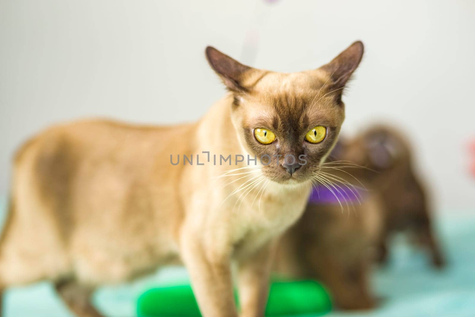 A domestic cat of Burmese breed, brown with yellow eyes, in a city apartment building. Likes to lie on the couch. Portrait of an animal. Natural habitat. A happy pet.