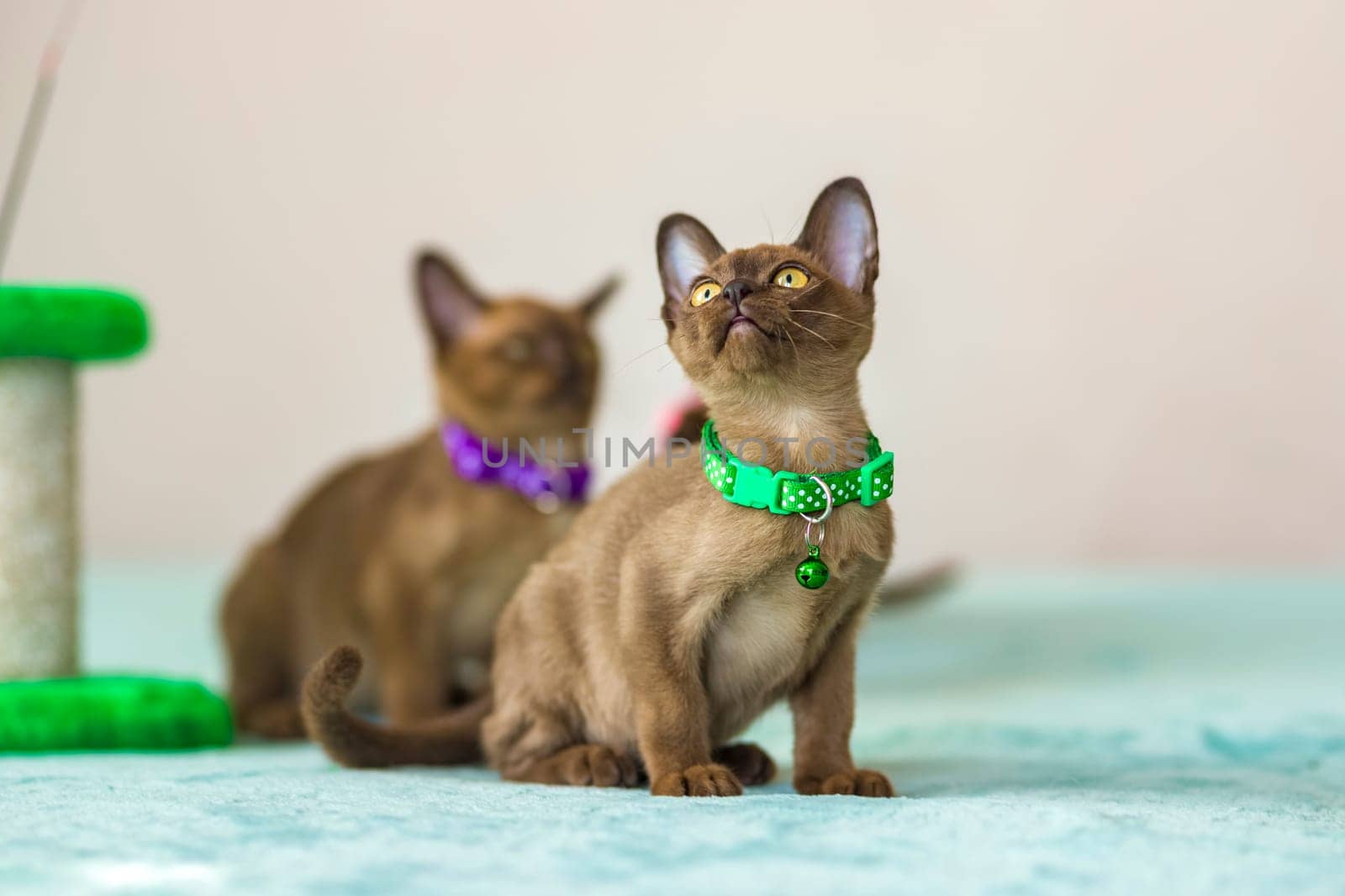 Young domestic kittens of Burmese breed, brown, play with a toy on a stand in a city apartment building. Natural habitat. by Alina_Lebed