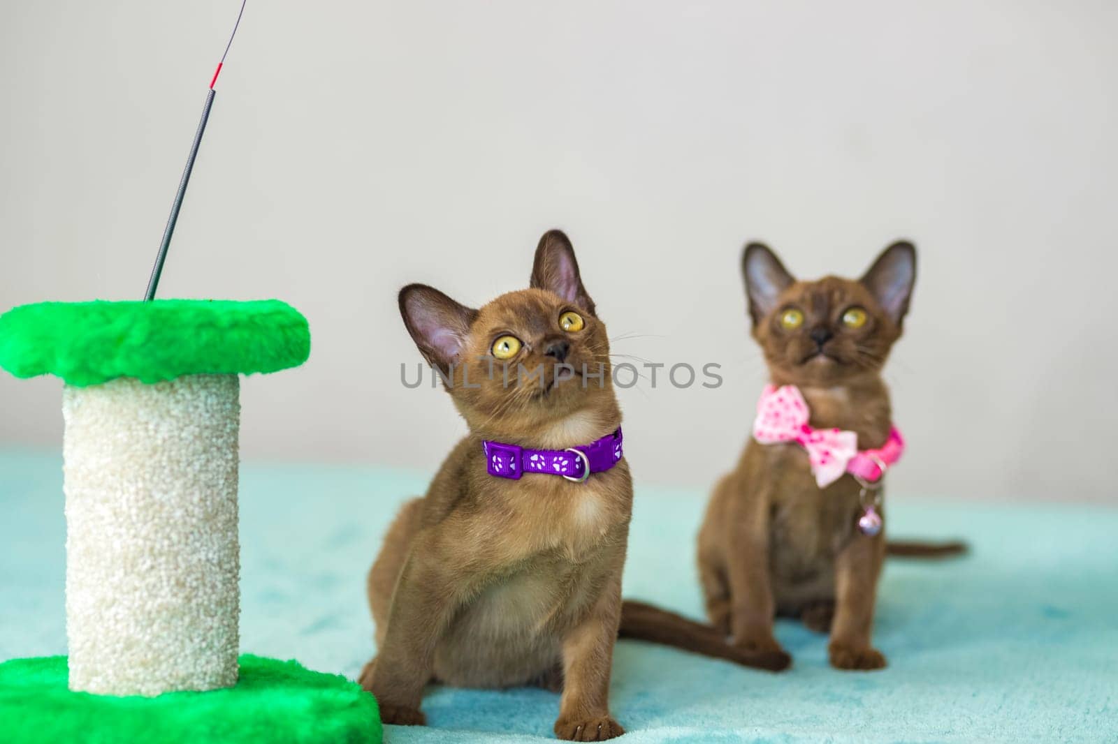 Young domestic kittens of Burmese breed, brown, play with a toy on a stand in a city apartment building. Natural habitat. A happy pet.