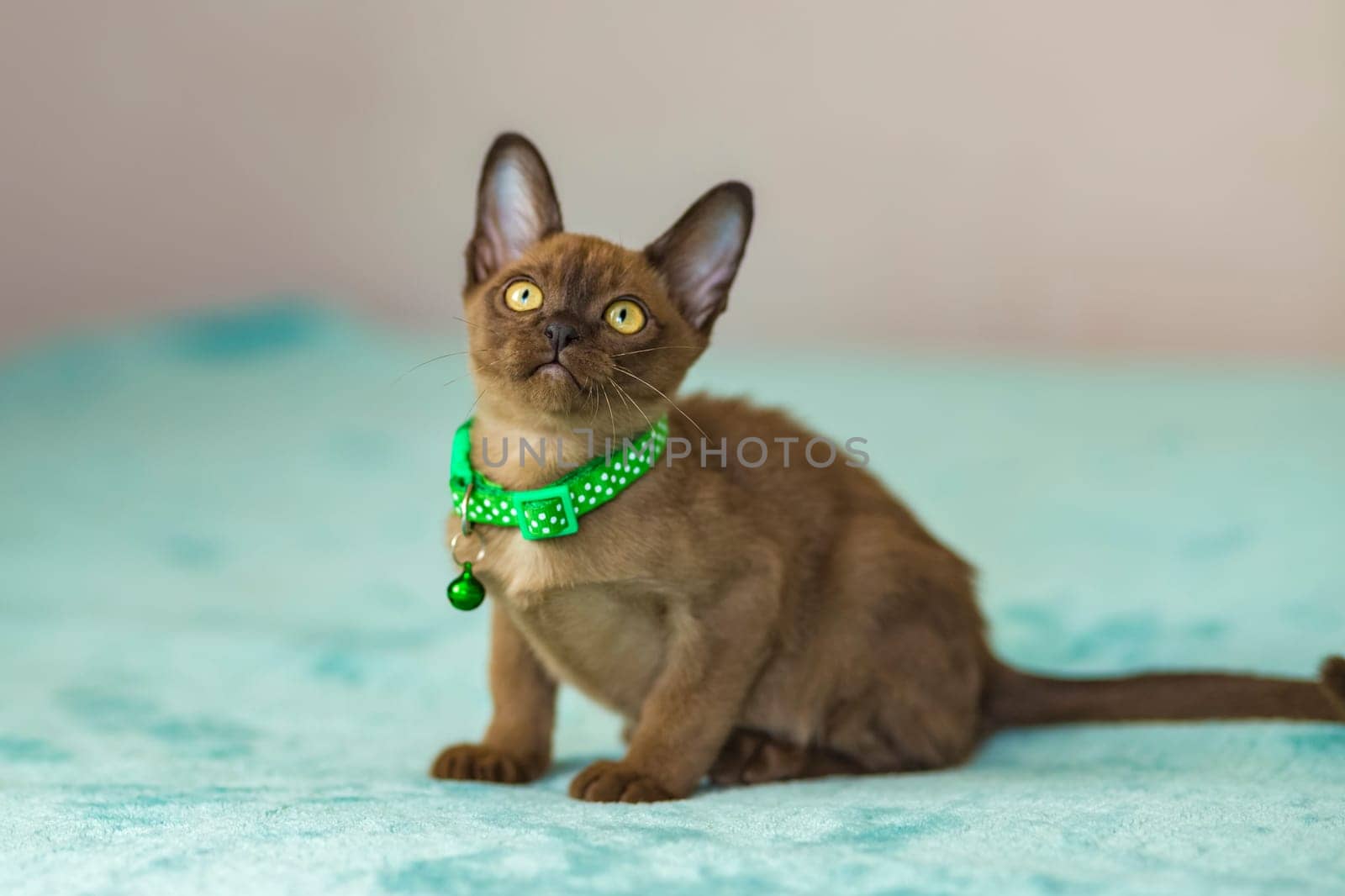 Young domestic kittens of Burmese breed, brown, in a city apartment building. Natural habitat. A happy pet.