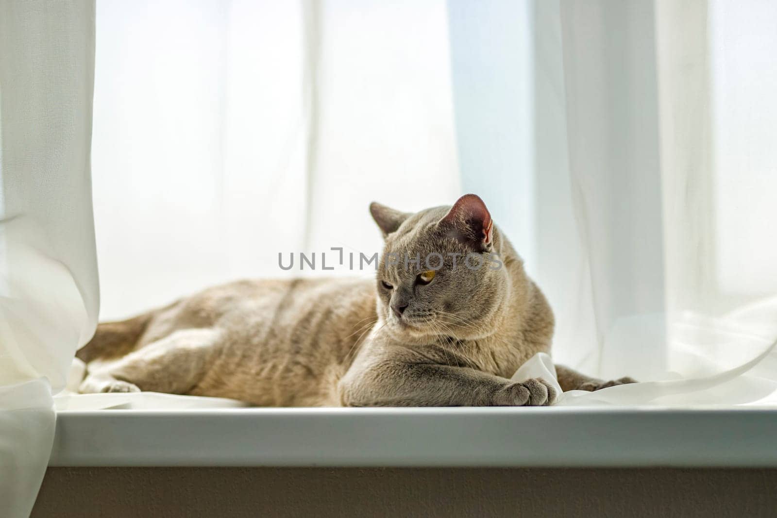 A domestic male Burmese cat, gray with yellow eyes, in a city apartment building. It effectively lies on the windowsill. Natural habitat. A happy pet.