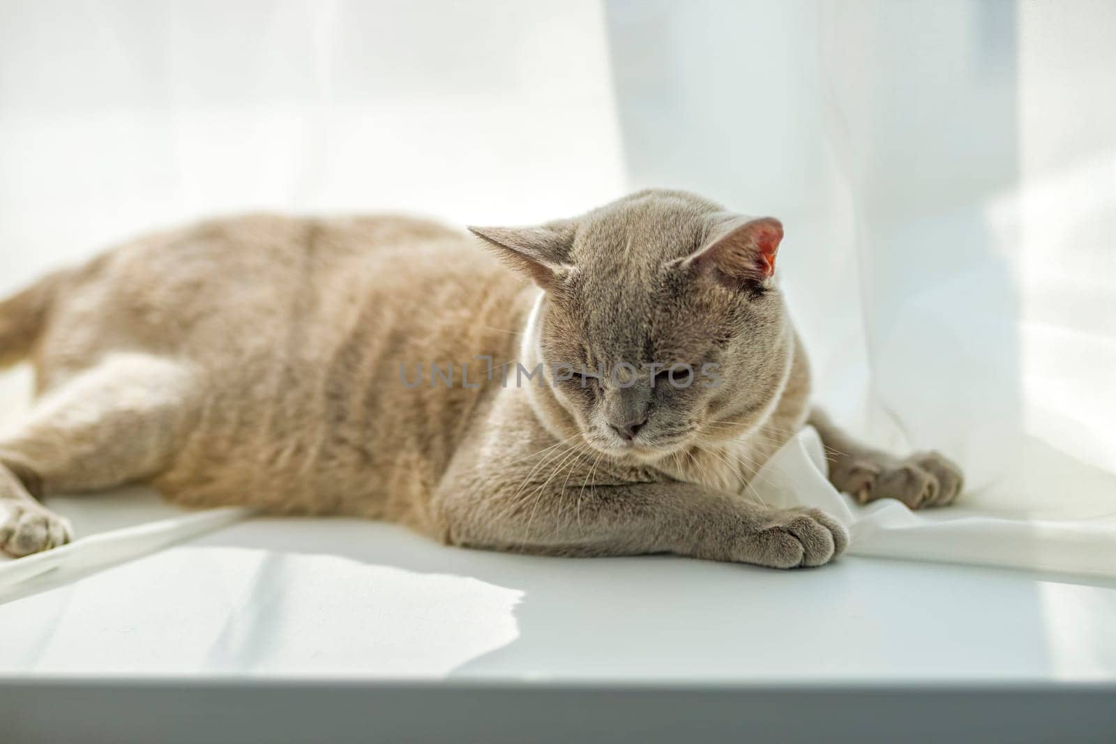 A domestic male Burmese cat, gray with yellow eyes, in a city apartment building. It effectively lies on the windowsill. Natural habitat. A happy pet.