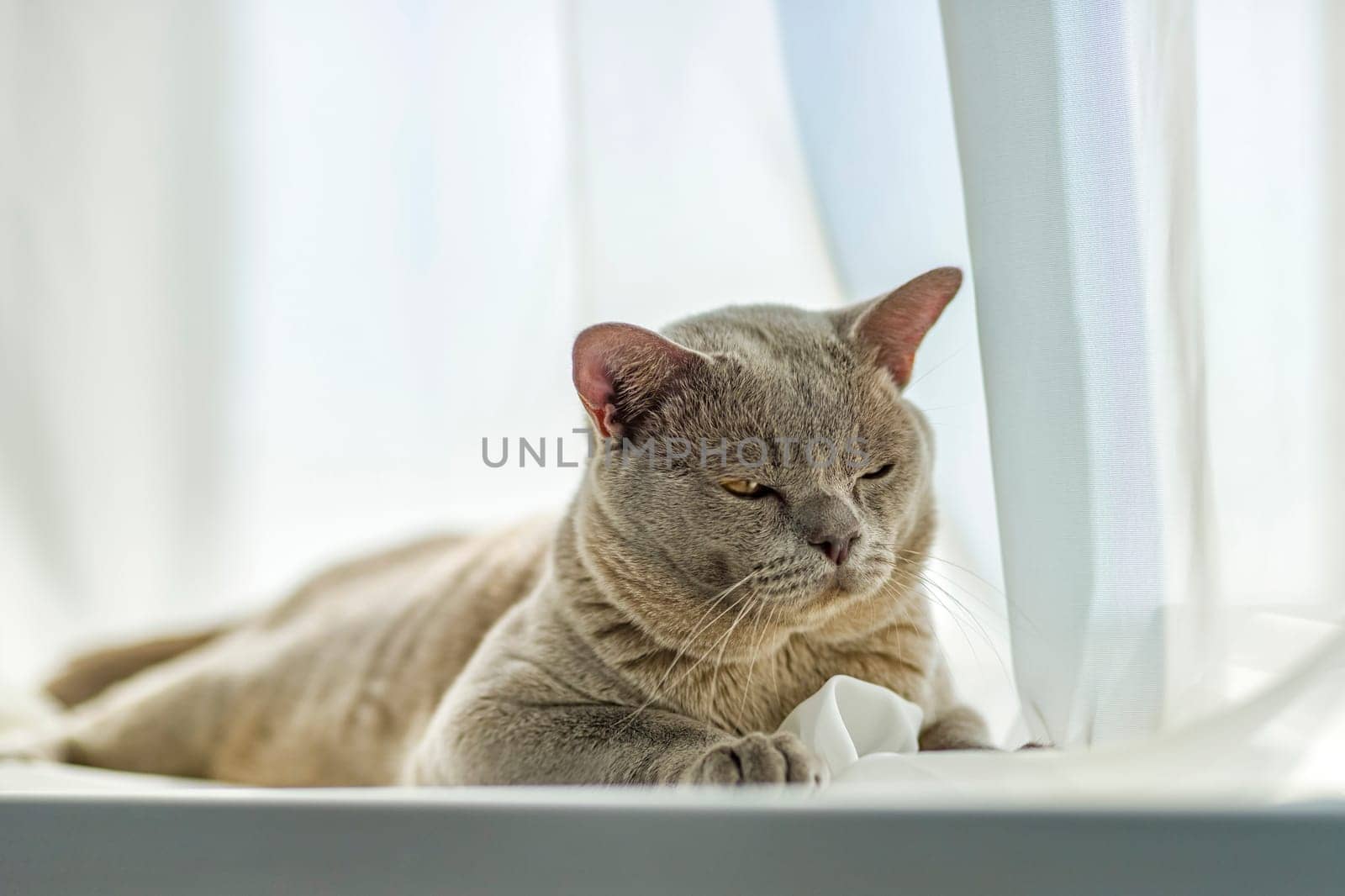 A domestic male Burmese cat, gray with yellow eyes, in a city apartment building. It effectively lies on the windowsill. Natural habitat. by Alina_Lebed