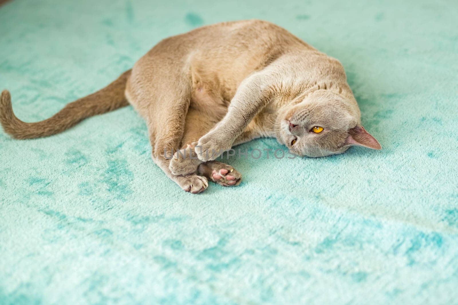 A domestic male Burmese cat, gray with yellow eyes, in a city apartment building. Natural habitat. A happy pet.