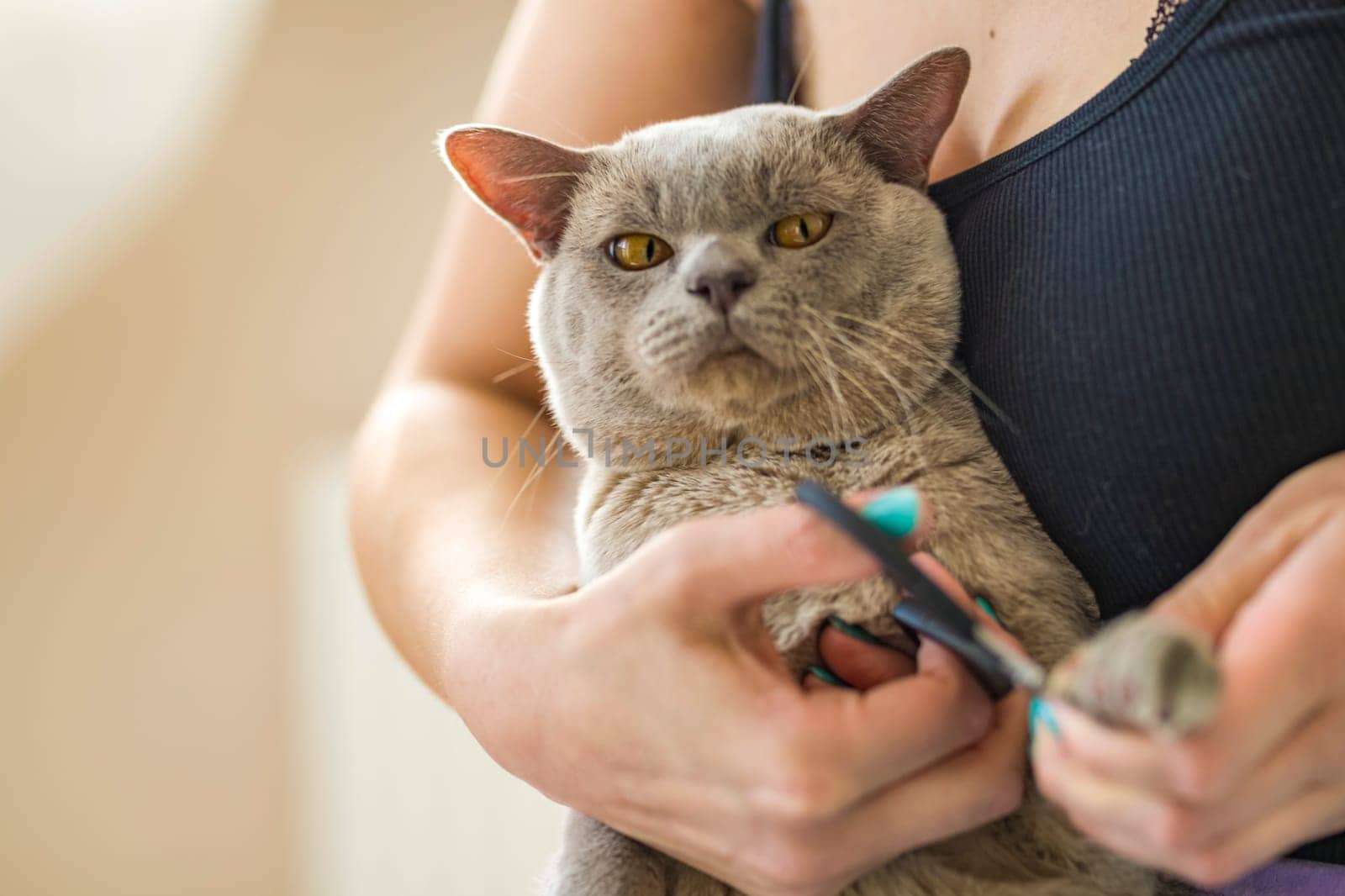 A domestic male Burmese cat, gray with yellow eyes, in the arms of the owner. He doesn't like having his claws trimmed. Cat care. Natural habitat. A happy pet.