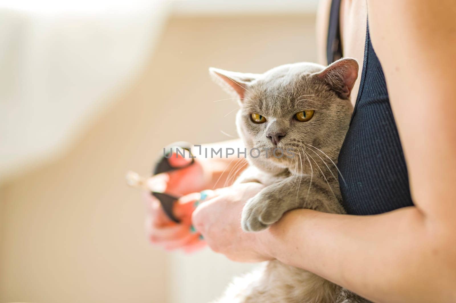 A domestic male Burmese cat, gray with yellow eyes, in the arms of the owner. He doesn't like having his claws trimmed. Cat care. Natural habitat. by Alina_Lebed