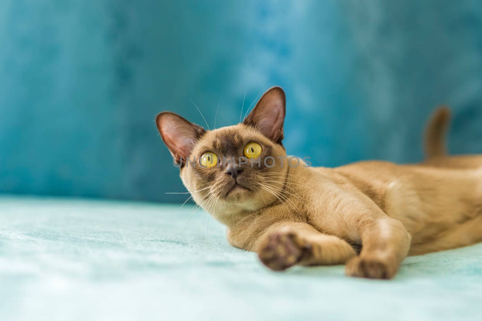 A domestic cat of Burmese breed, brown with yellow eyes, in a city apartment building. Likes to lie on the couch. Portrait of an animal. Natural habitat. by Alina_Lebed