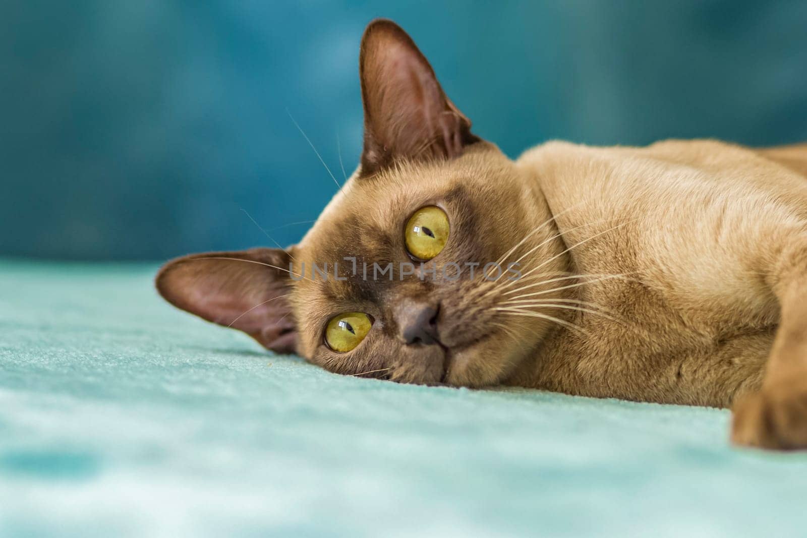 A domestic cat of Burmese breed, brown with yellow eyes, in a city apartment building. Likes to lie on the couch. Portrait of an animal. Natural habitat. A happy pet.