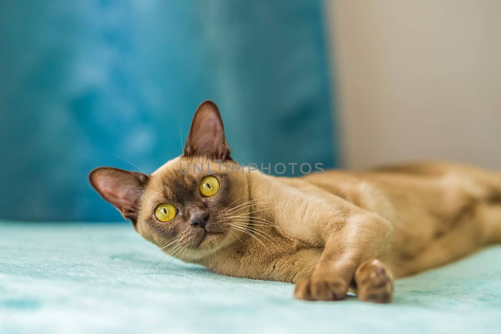 A domestic cat of Burmese breed, brown with yellow eyes, in a city apartment building. Likes to lie on the couch. Portrait of an animal. Natural habitat. A happy pet.