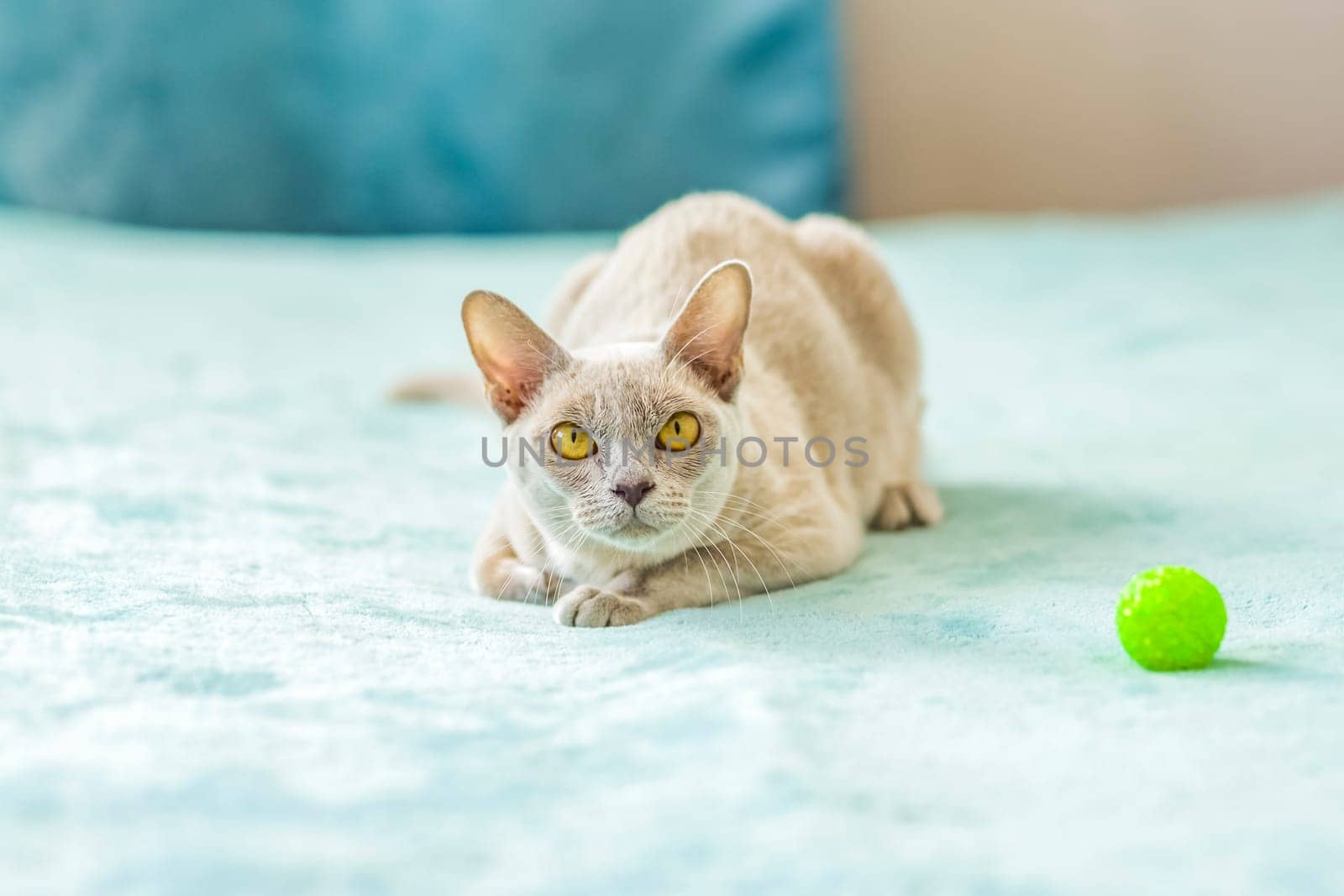 A domestic cat of the Burmese breed, the color of champagne with yellow eyes, in a city apartment building. Likes to lie on the couch. Portrait of an animal. Natural habitat. A happy pet.