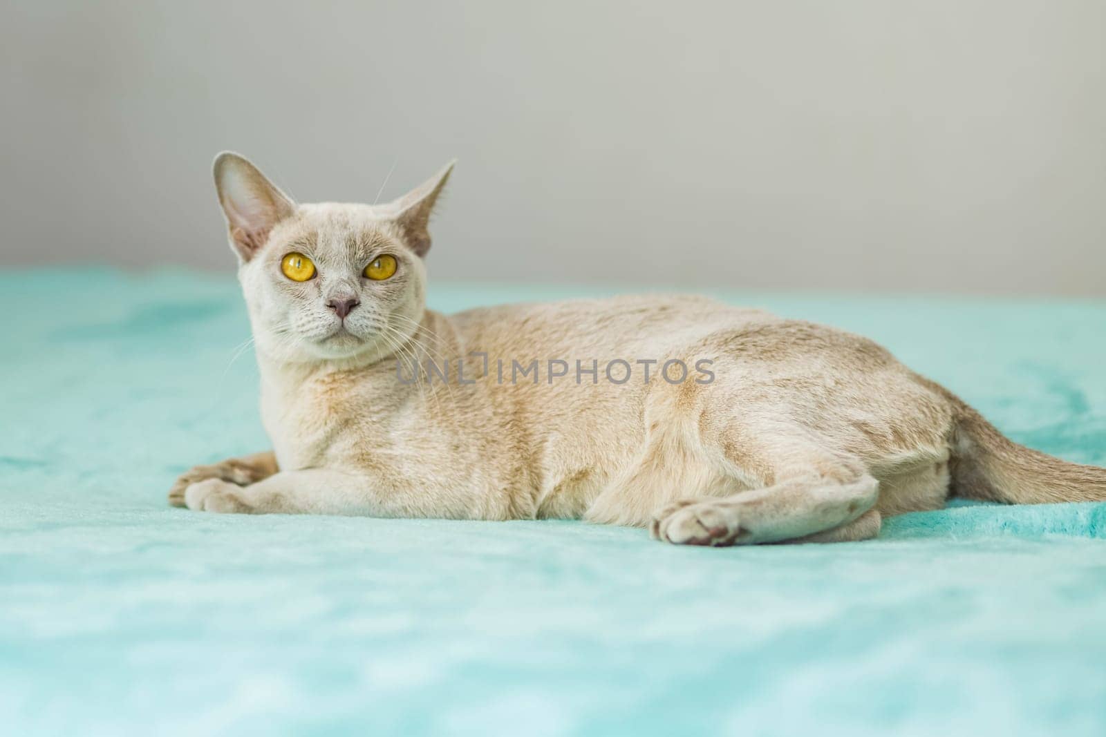 A domestic cat of the Burmese breed, the color of champagne with yellow eyes, in a city apartment building. Likes to lie on the couch. Portrait of an animal. by Alina_Lebed