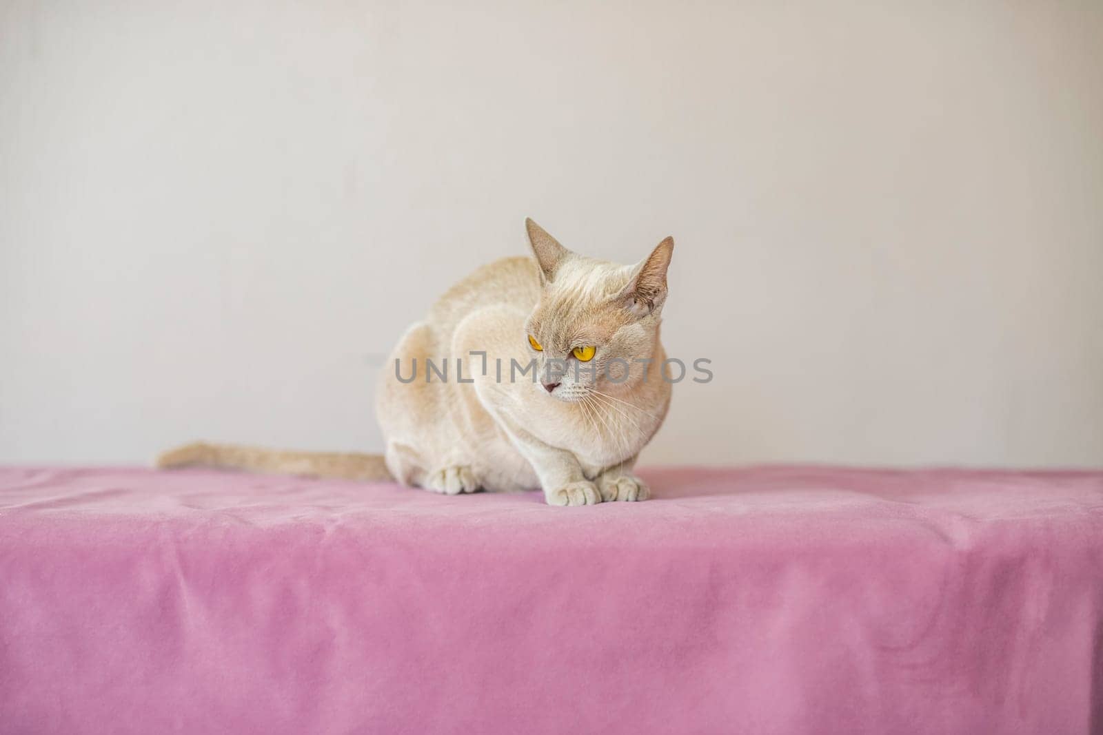 A domestic cat of the Burmese breed, the color of champagne with yellow eyes, in a city apartment building. Likes to lie on the couch. Portrait of an animal. by Alina_Lebed