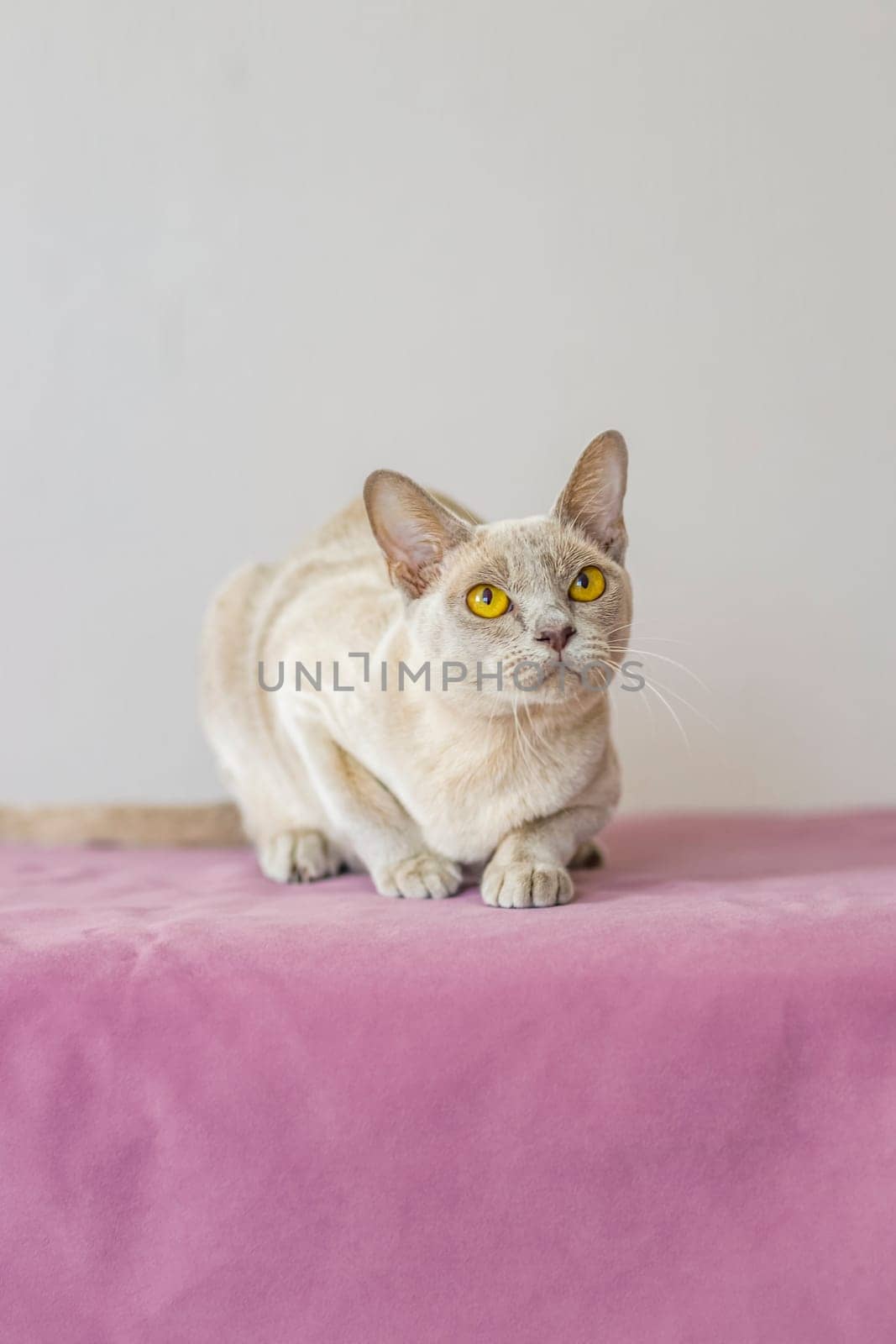 A domestic cat of the Burmese breed, the color of champagne with yellow eyes, in a city apartment building. Likes to lie on the couch. Portrait of an animal. Natural habitat. A happy pet.