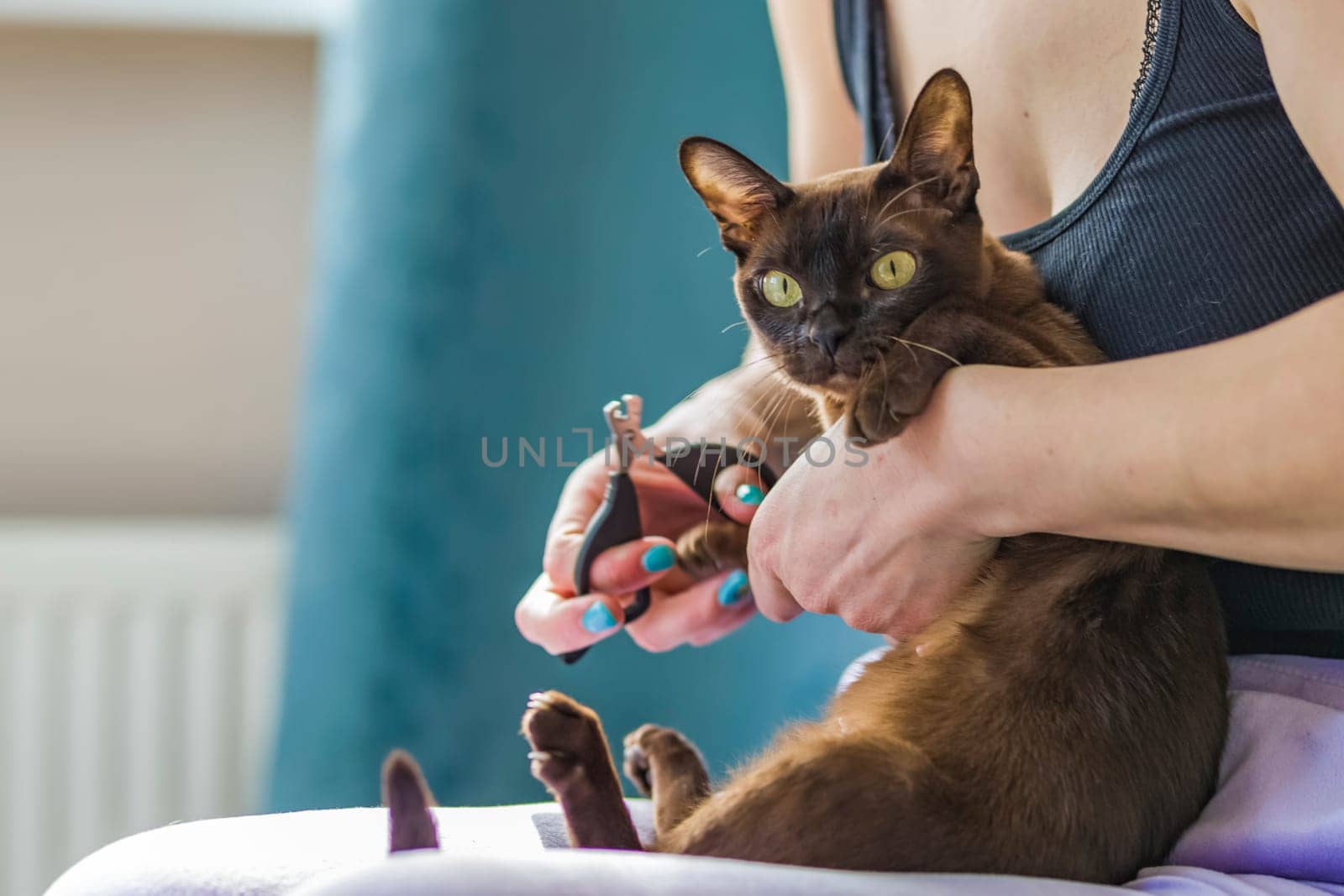A domestic cat of Burmese breed, brown with yellow eyes, in the hands of the owner. She doesn't like having her claws trimmed. Cat care. Natural habitat. A happy pet.