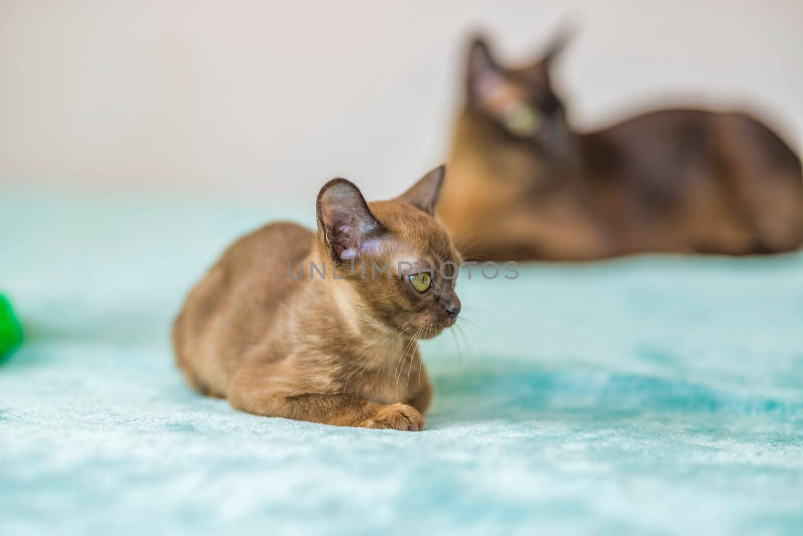 Young domestic kittens of Burmese breed, brown, in a city apartment building. Natural habitat. A happy pet.