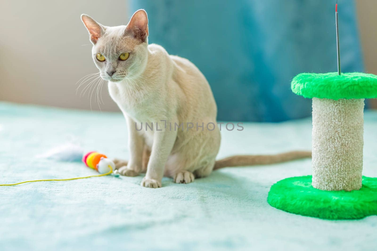 A domestic cat of Burmese breed, playful and active, in a city apartment building. Loves toys and bows. The eyes of a happy pet playing and wanting to attack. by Alina_Lebed