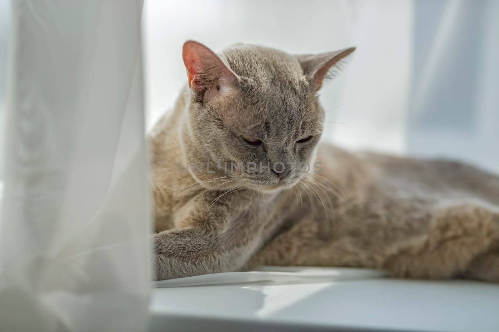 A domestic male Burmese cat, gray with yellow eyes, in a city apartment building. It effectively lies on the windowsill. Natural habitat. A happy pet.