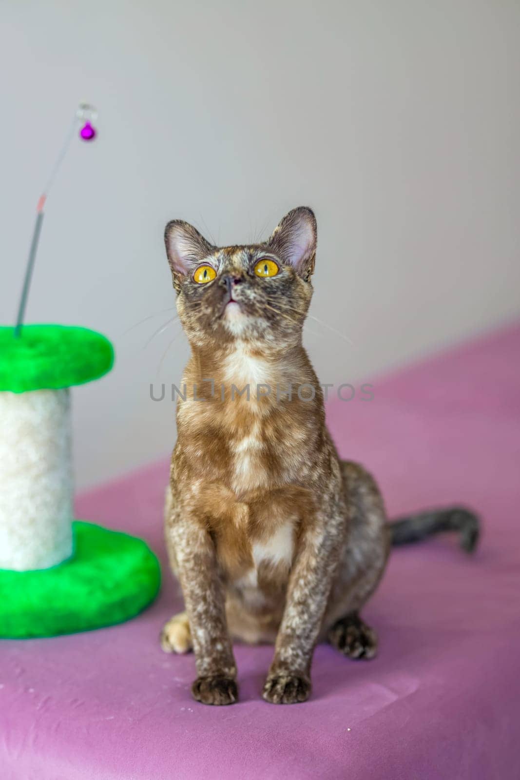 A domestic cat of Burmese breed, playful and active, in a city apartment building. Loves toys and bows. The eyes of a happy pet playing and wanting to attack. Portrait of an animal. A happy pet.