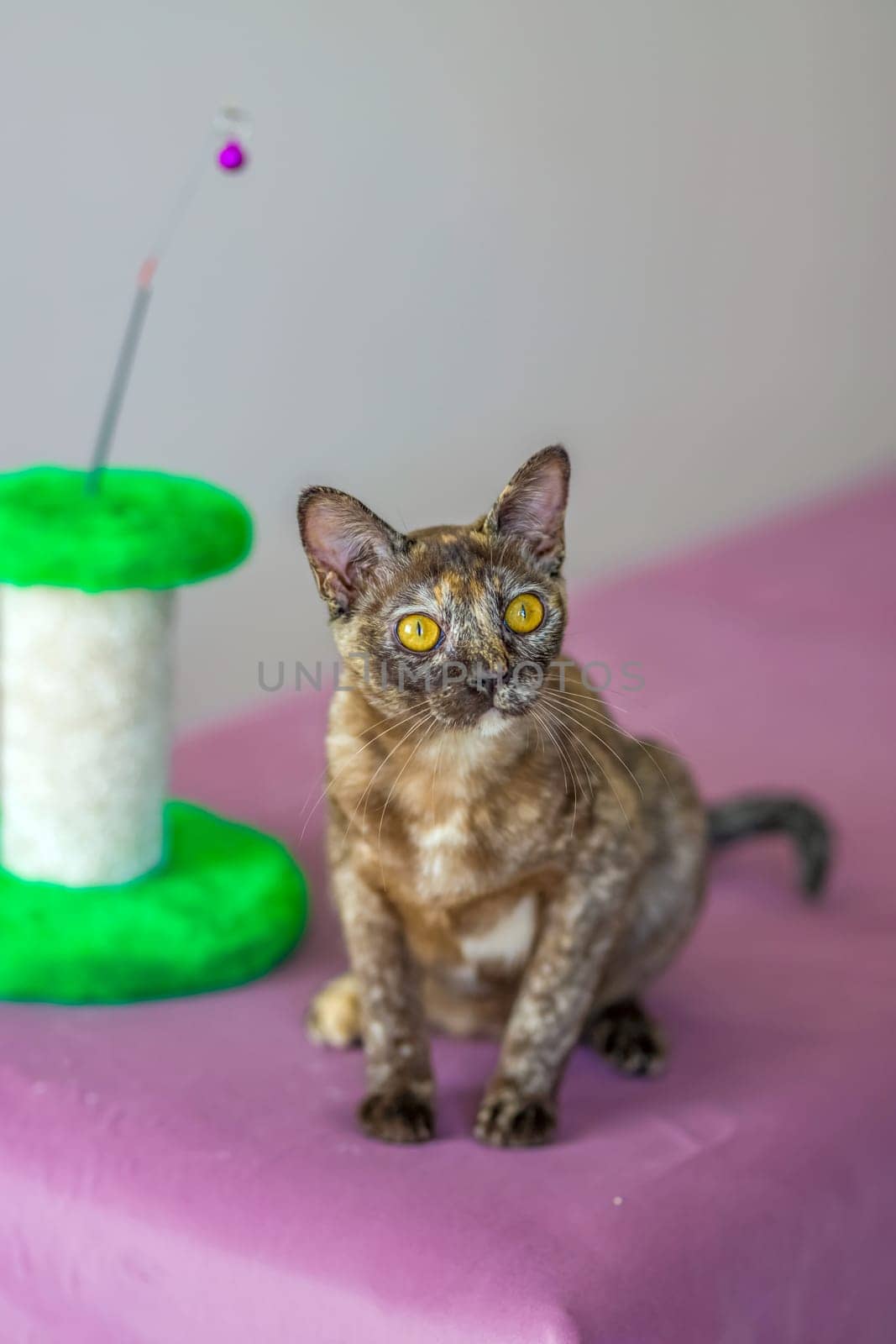 A domestic cat of Burmese breed, playful and active, in a city apartment building. Loves toys and bows. The eyes of a happy pet playing and wanting to attack. Portrait of an animal. A happy pet.