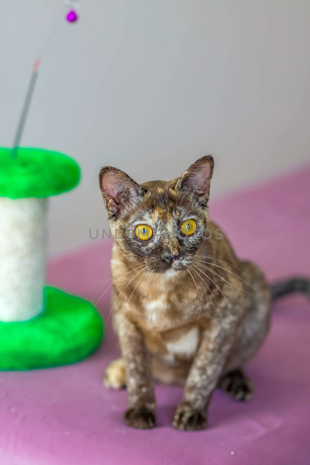 A domestic cat of Burmese breed, playful and active, in a city apartment building. Loves toys and bows. The eyes of a happy pet playing and wanting to attack. by Alina_Lebed