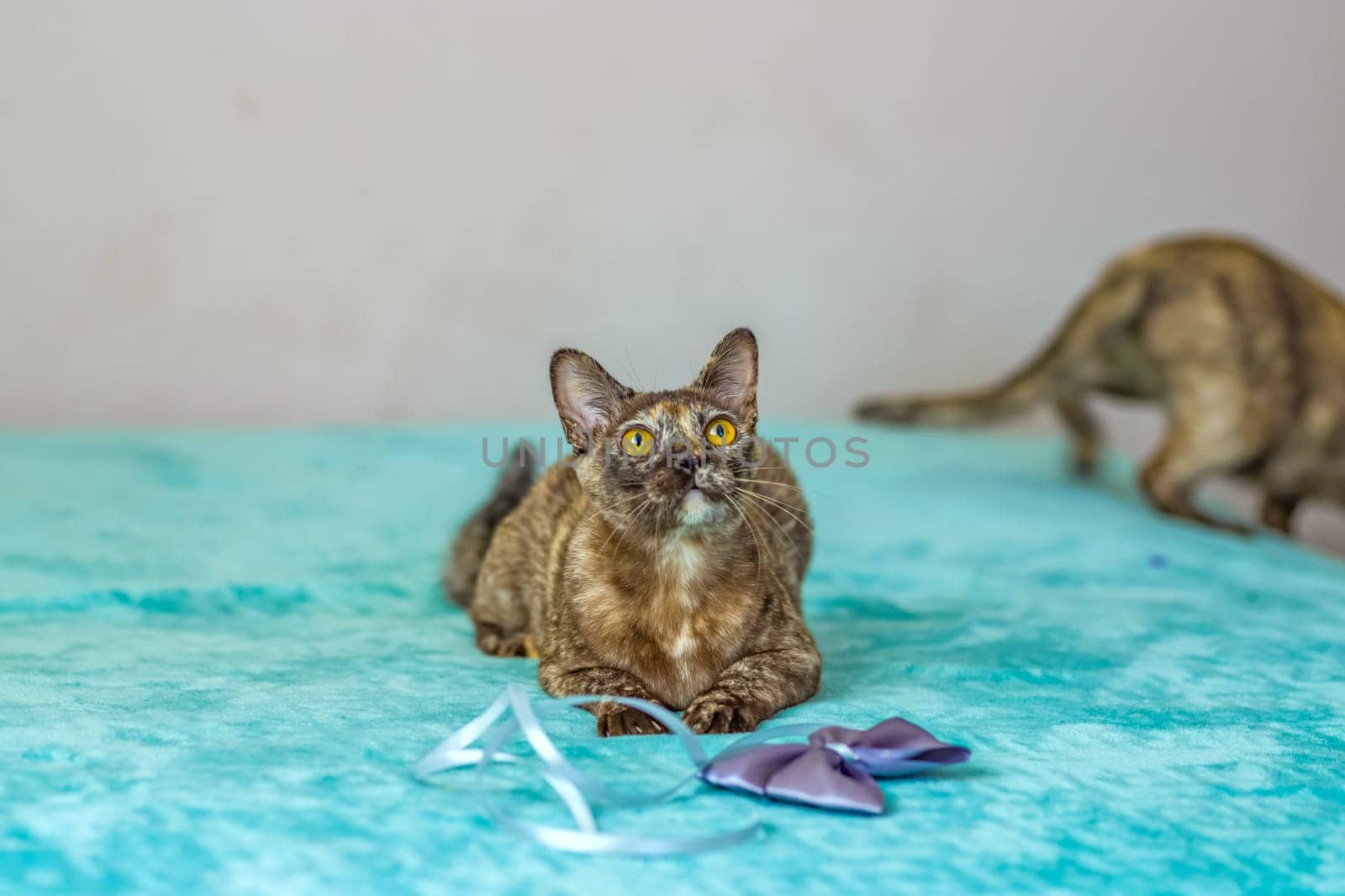 A domestic cat of Burmese breed, playful and active, in a city apartment building. Loves toys and bows. The eyes of a happy pet playing and wanting to attack. Portrait of an animal. A happy pet.