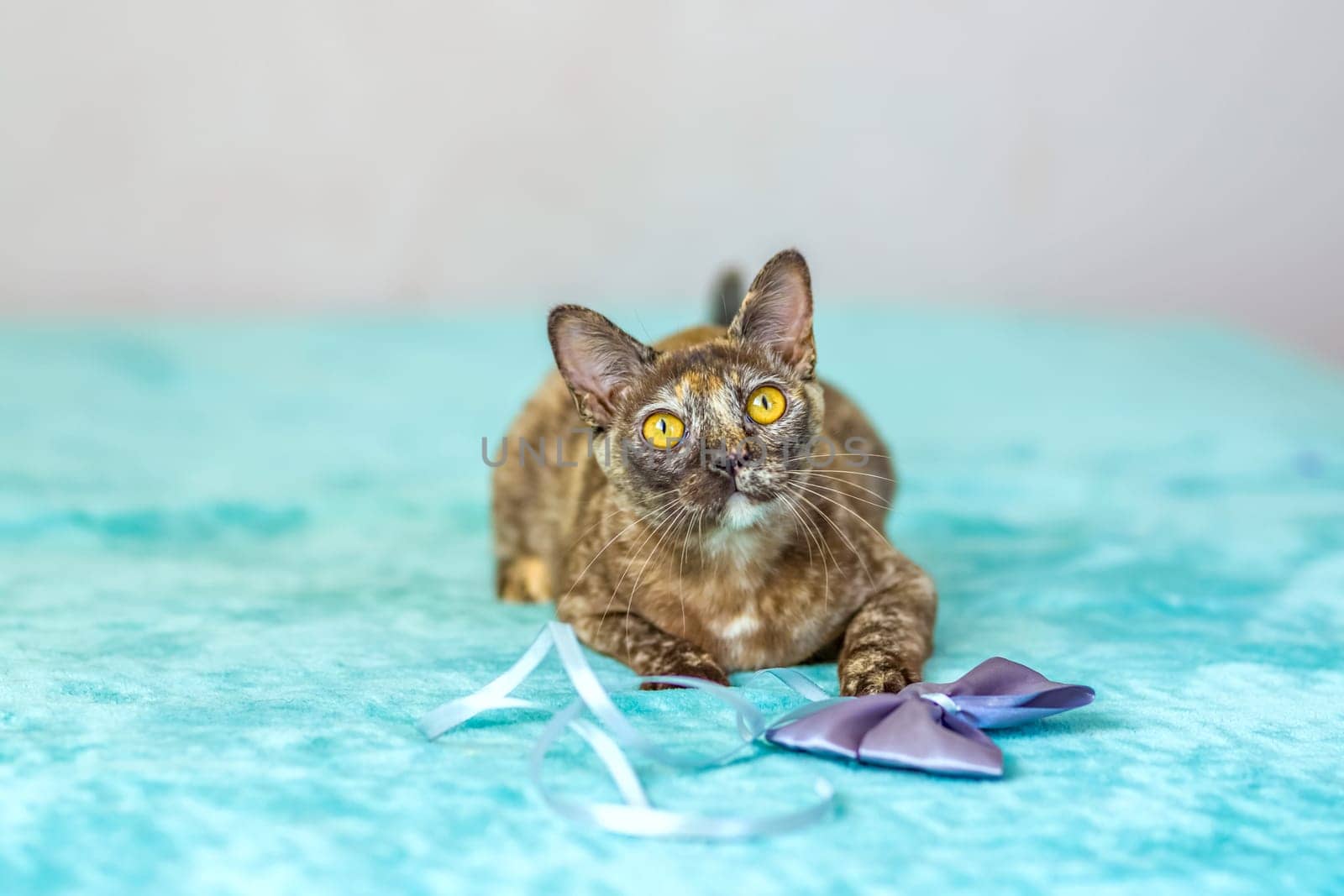 A domestic cat of Burmese breed, playful and active, in a city apartment building. Loves toys and bows. The eyes of a happy pet playing and wanting to attack. Portrait of an animal. A happy pet.