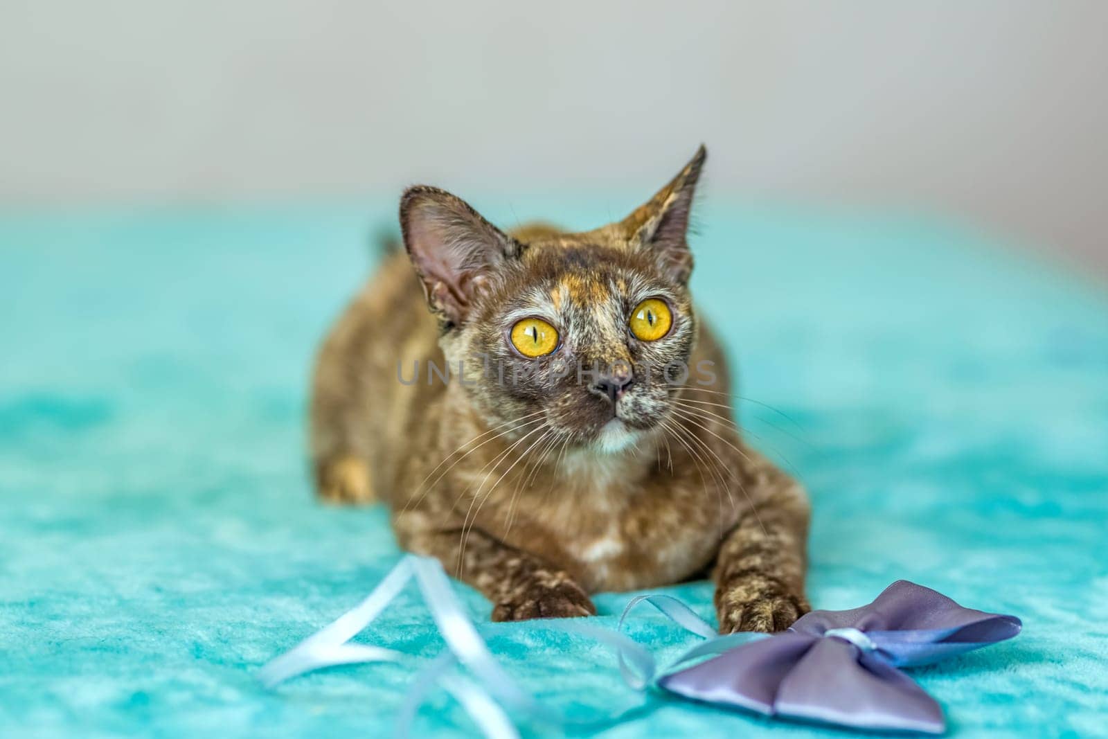 A domestic cat of Burmese breed, playful and active, in a city apartment building. Loves toys and bows. The eyes of a happy pet playing and wanting to attack. by Alina_Lebed