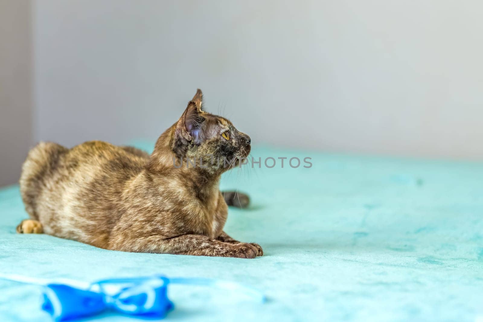 A domestic cat of Burmese breed, playful and active, in a city apartment building. Loves toys and bows. The eyes of a happy pet playing and wanting to attack. by Alina_Lebed