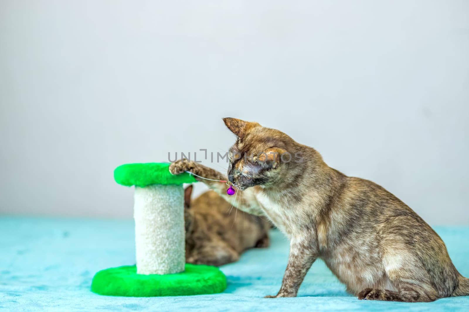 A domestic cat of Burmese breed, playful and active, in a city apartment building. Loves toys and bows. The eyes of a happy pet playing and wanting to attack. by Alina_Lebed