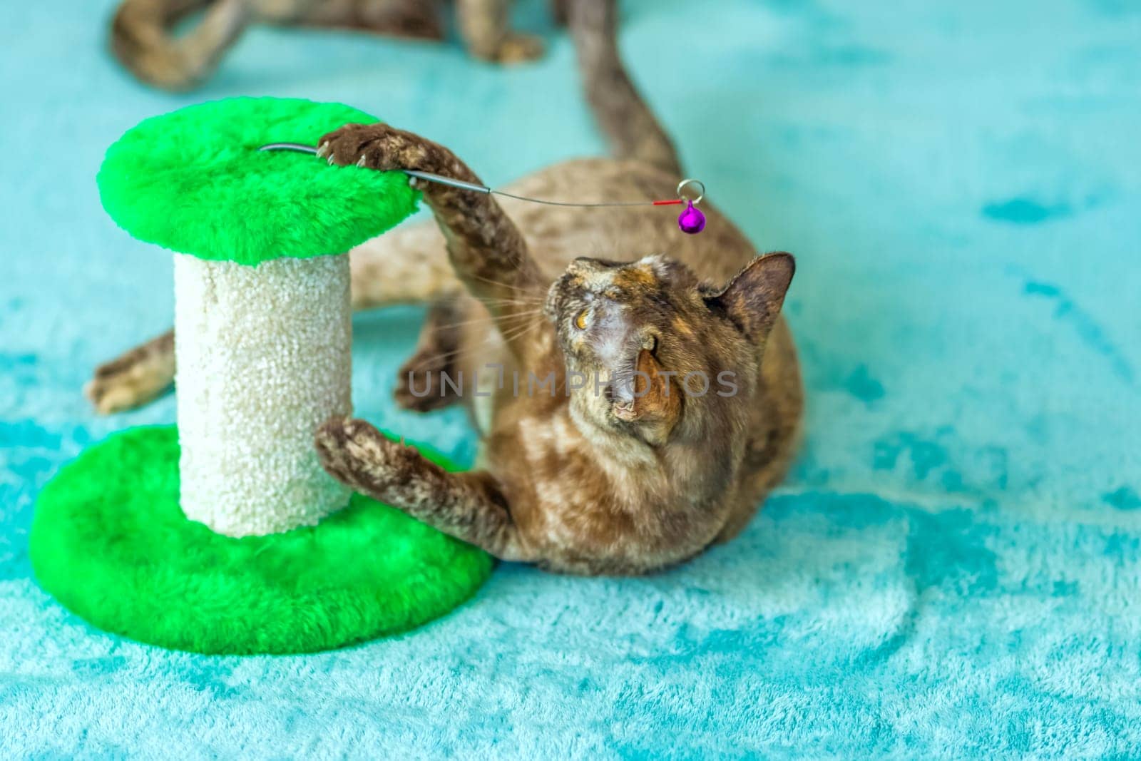 A domestic cat of Burmese breed, playful and active, in a city apartment building. Loves toys and bows. The eyes of a happy pet playing and wanting to attack. Portrait of an animal. A happy pet.