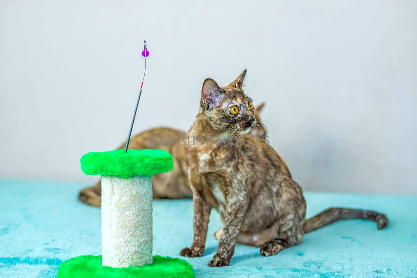 A domestic cat of Burmese breed, playful and active, in a city apartment building. Loves toys and bows. The eyes of a happy pet playing and wanting to attack. by Alina_Lebed