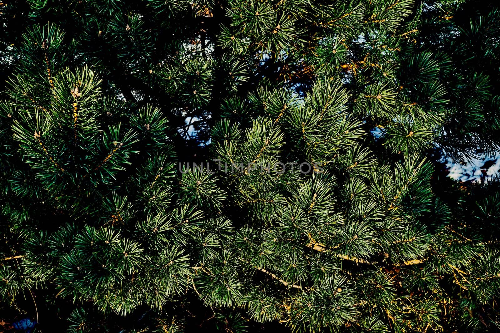 Green saturated spruce branches with needles with shadows background by jovani68