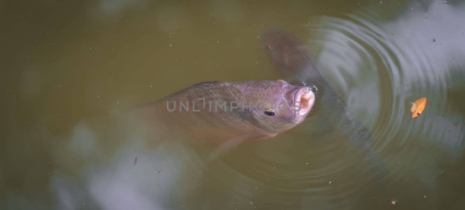 A colorful fish in its natural habitat opens its mouth underwater, anticipating a meal. However, it is surprised to find a dry leaf instead. The image provides space for text.