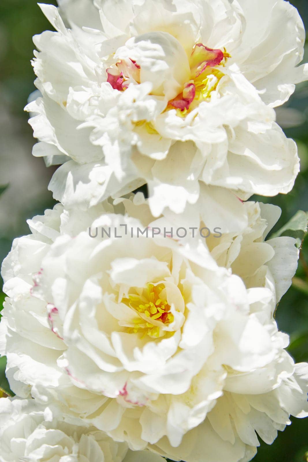 beautiful white pion in the garden in summer day