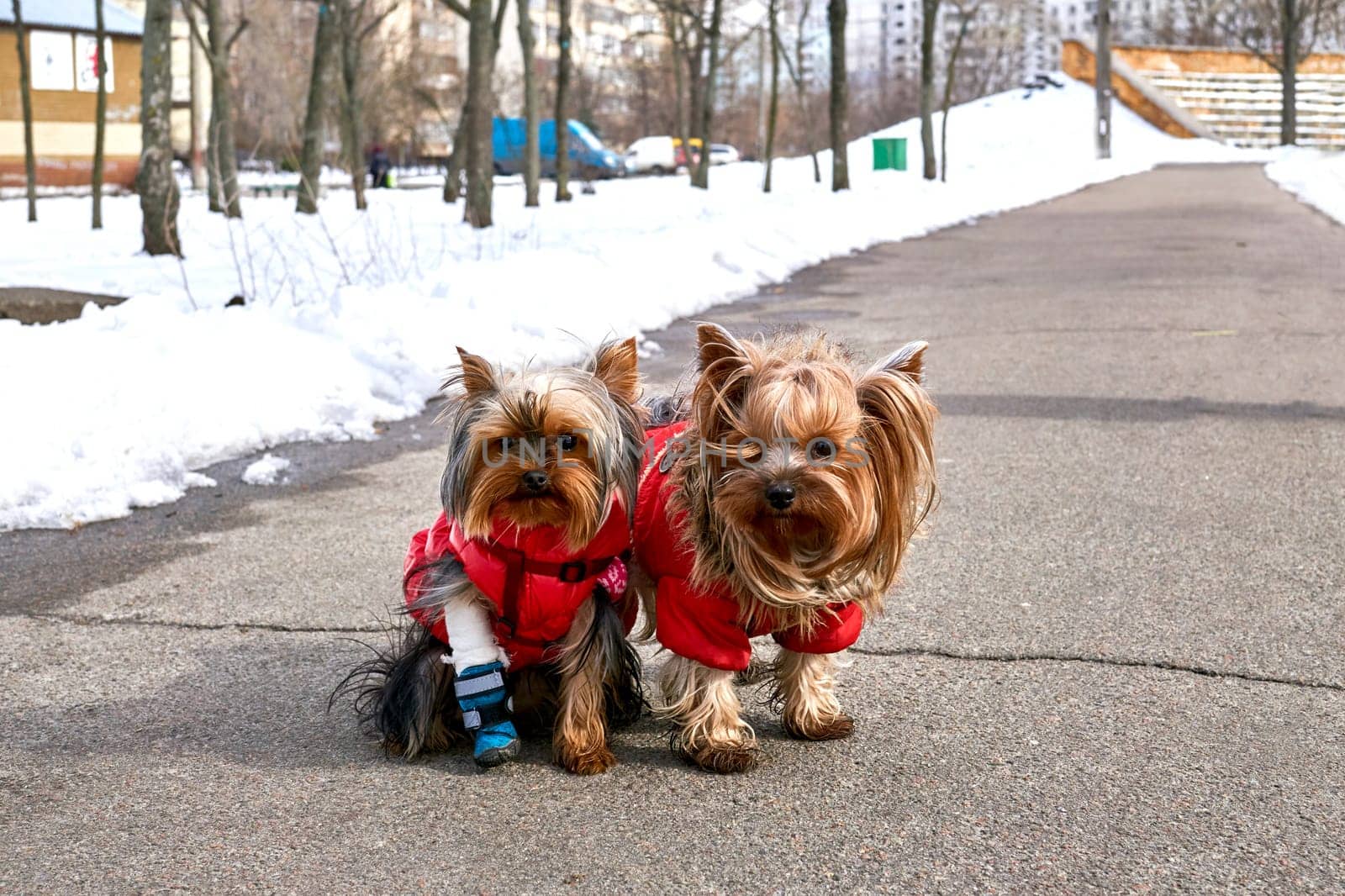 Two Yorkshire Terrier dogs in red overalls, one of which has a wounded paw walk by jovani68