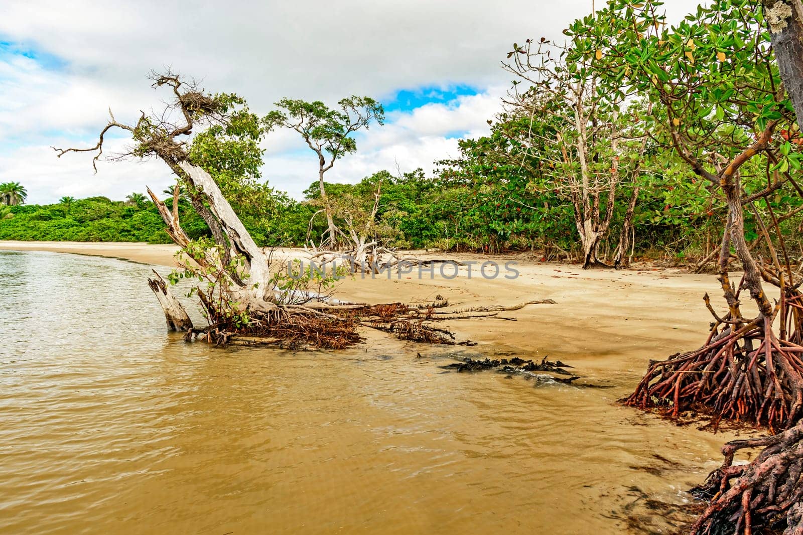 Mangrove vegetation with twisted branches and roots by Fred_Pinheiro