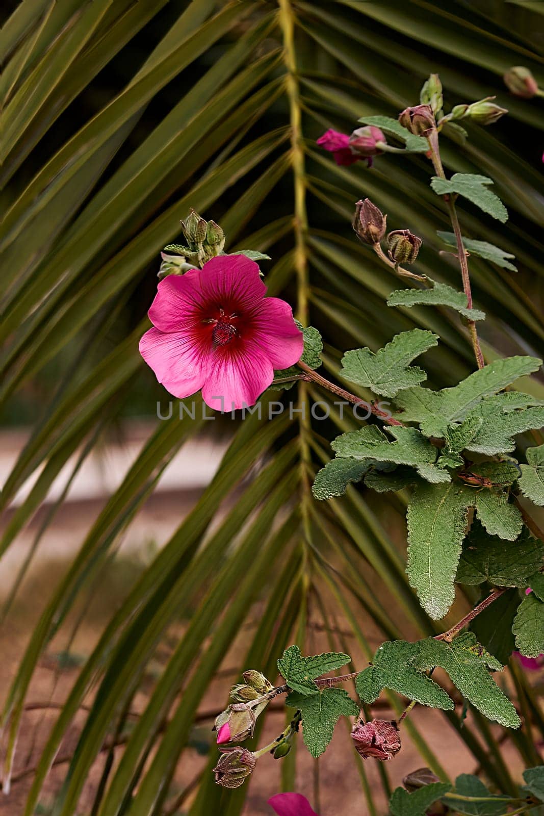 Arbolico's Mallow flower, pink with blurred background.Green stems, detail photo, parts of the flower, botany